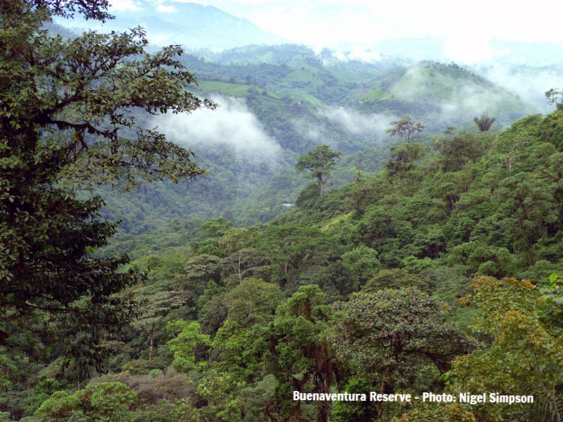 The Buenaventura Reserve grows